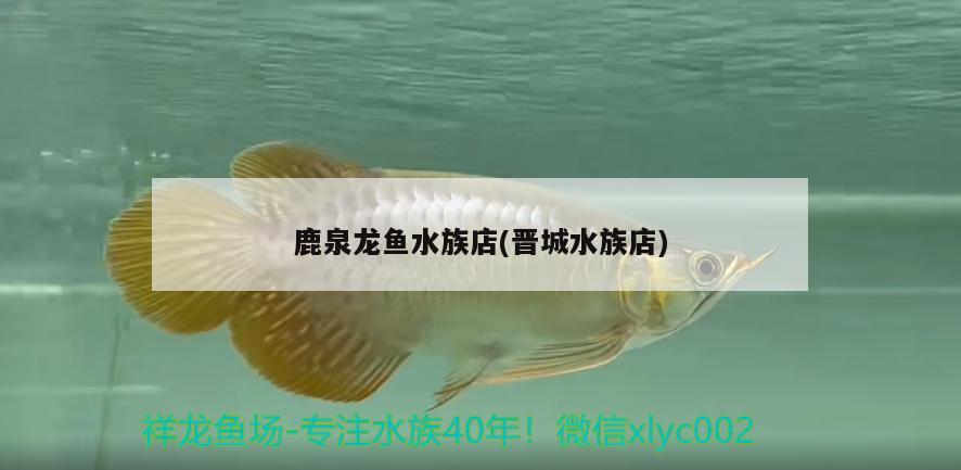 鹿泉龍魚水族店(晉城水族店) 祥龍藍(lán)珀金龍魚