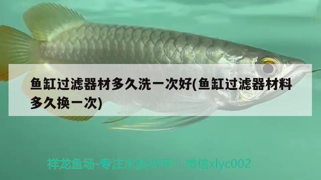 魚缸過濾器材多久洗一次好(魚缸過濾器材料多久換一次) 魚缸風水