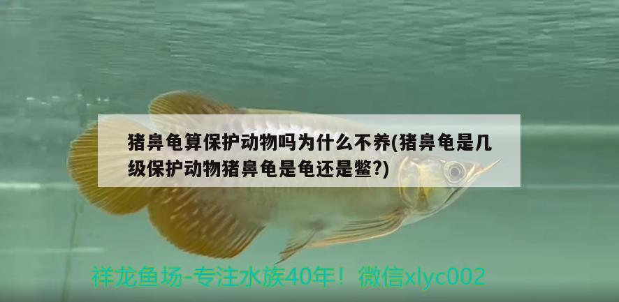 豬鼻龜算保護動物嗎為什么不養(yǎng)(豬鼻龜是幾級保護動物豬鼻龜是龜還是鱉?) 豬鼻龜