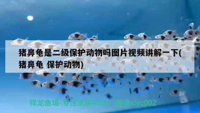 豬鼻龜是二級保護(hù)動物嗎圖片視頻講解一下(豬鼻龜保護(hù)動物)