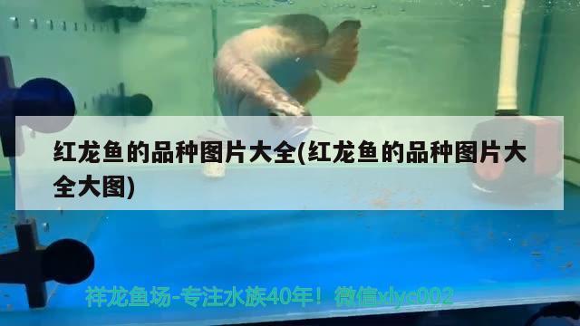 紅龍魚的品種圖片大全(紅龍魚的品種圖片大全大圖) 眼斑魚