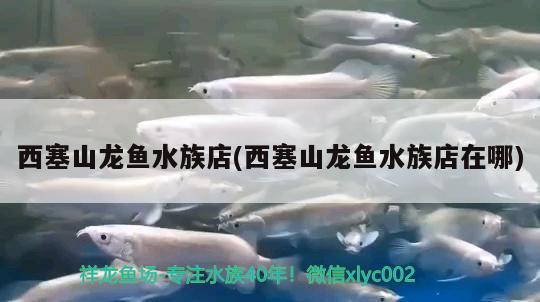 西塞山龍魚水族店(西塞山龍魚水族店在哪)