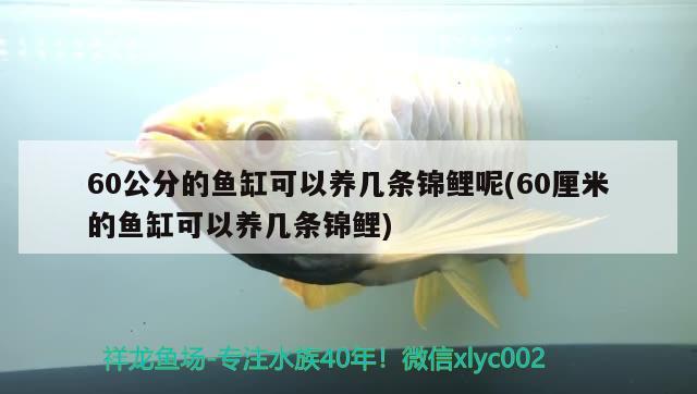 60公分的魚缸可以養(yǎng)幾條錦鯉呢(60厘米的魚缸可以養(yǎng)幾條錦鯉) 魚缸風(fēng)水