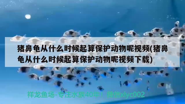 豬鼻龜從什么時候起算保護動物呢視頻(豬鼻龜從什么時候起算保護動物呢視頻下載) 豬鼻龜