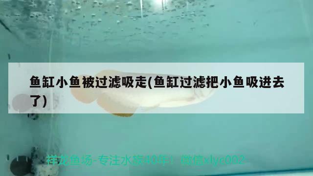 魚缸小魚被過(guò)濾吸走(魚缸過(guò)濾把小魚吸進(jìn)去了) 魚缸風(fēng)水