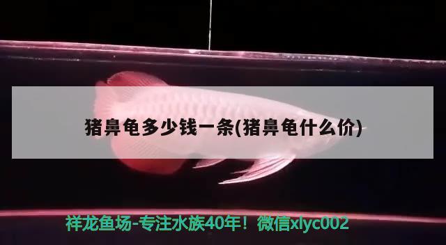 豬鼻龜多少錢一條(豬鼻龜什么價) 豬鼻龜 第2張