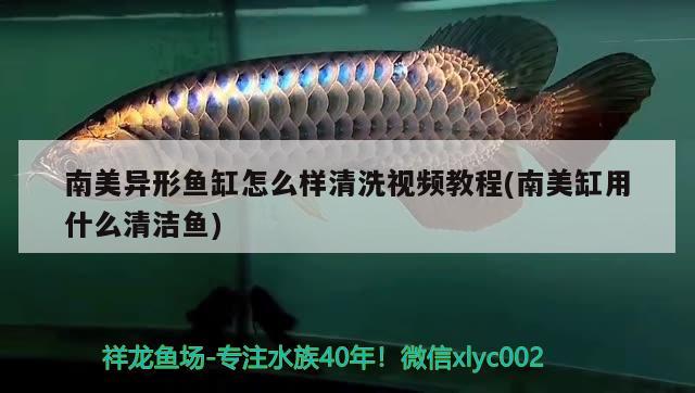 南美異形魚缸怎么樣清洗視頻教程(南美缸用什么清潔魚) 魚缸風(fēng)水