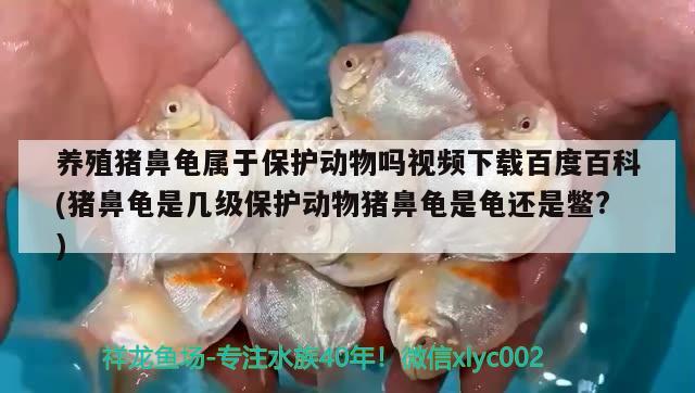 養(yǎng)殖豬鼻龜屬于保護動物嗎視頻下載百度百科(豬鼻龜是幾級保護動物豬鼻龜是龜還是鱉?)