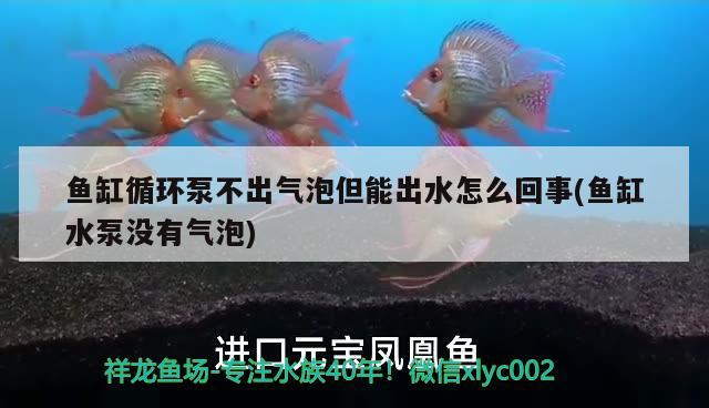 魚缸循環(huán)泵不出氣泡但能出水怎么回事(魚缸水泵沒有氣泡) 魚缸水泵