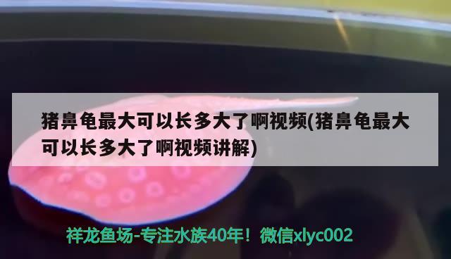 豬鼻龜最大可以長(zhǎng)多大了啊視頻(豬鼻龜最大可以長(zhǎng)多大了啊視頻講解) 豬鼻龜百科