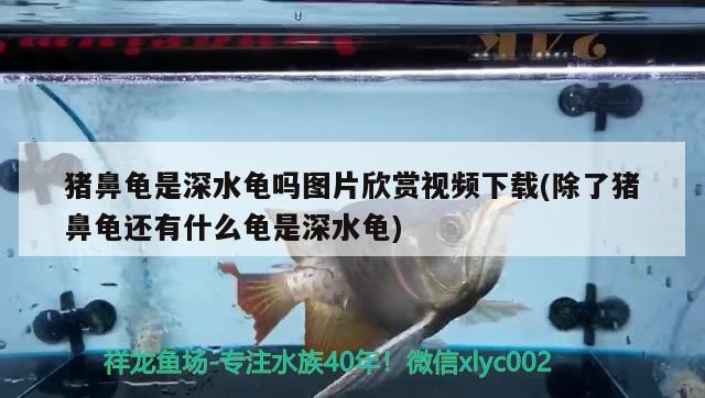 豬鼻龜是深水龜嗎圖片欣賞視頻下載(除了豬鼻龜還有什么龜是深水龜) 豬鼻龜