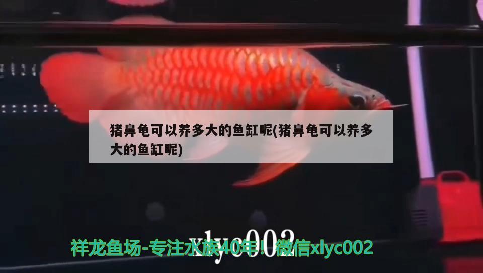 豬鼻龜可以養(yǎng)多大的魚缸呢(豬鼻龜可以養(yǎng)多大的魚缸呢) 豬鼻龜 第1張