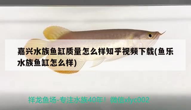 嘉興水族魚缸質(zhì)量怎么樣知乎視頻下載(魚樂水族魚缸怎么樣) 2024第28屆中國國際寵物水族展覽會CIPS（長城寵物展2024 CIPS）