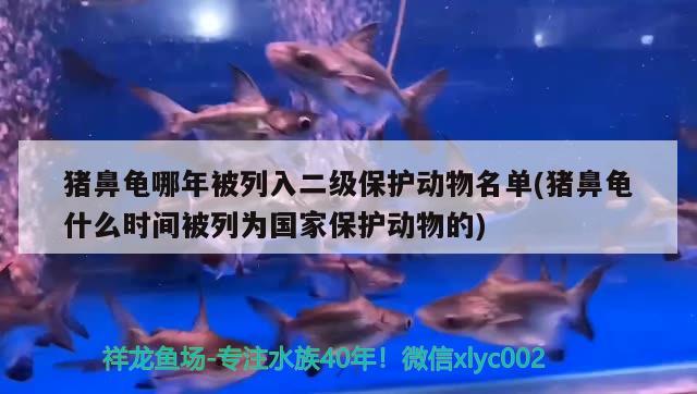 豬鼻龜哪年被列入二級保護動物名單(豬鼻龜什么時間被列為國家保護動物的)