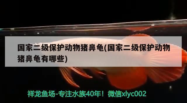 國家二級保護(hù)動物豬鼻龜(國家二級保護(hù)動物豬鼻龜有哪些) 豬鼻龜百科