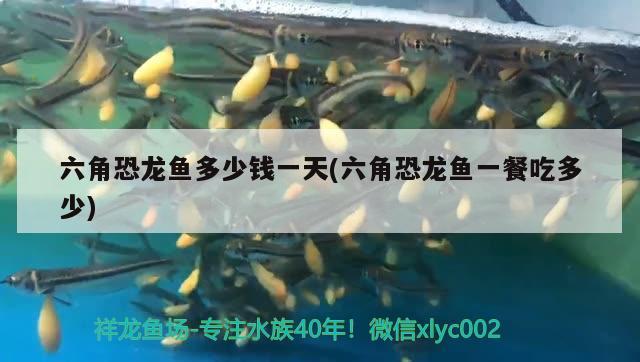 六角恐龍魚多少錢一天(六角恐龍魚一餐吃多少)