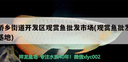 僑鄉(xiāng)街道開發(fā)區(qū)觀賞魚批發(fā)市場(觀賞魚批發(fā)基地) 觀賞魚批發(fā)