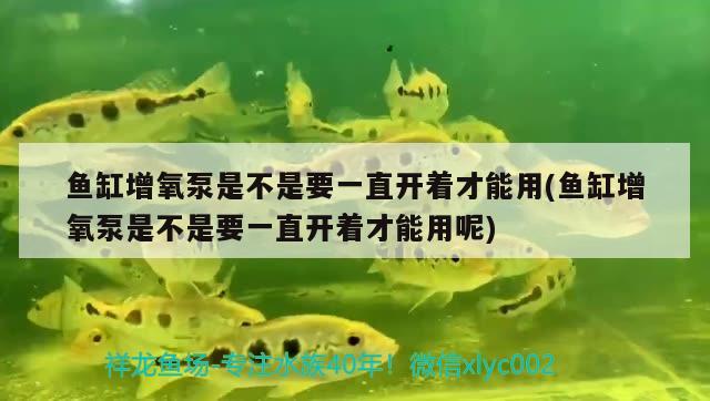 魚缸增氧泵是不是要一直開著才能用(魚缸增氧泵是不是要一直開著才能用呢) 魚缸風(fēng)水