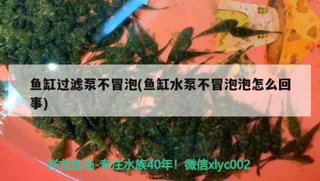 魚缸過濾泵不冒泡(魚缸水泵不冒泡泡怎么回事)