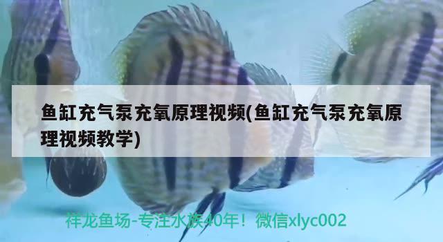 魚缸充氣泵充氧原理視頻(魚缸充氣泵充氧原理視頻教學) 魚缸風水