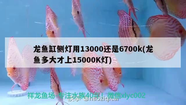 龍魚缸側(cè)燈用13000還是6700k(龍魚多大才上15000K燈) 魚缸風(fēng)水