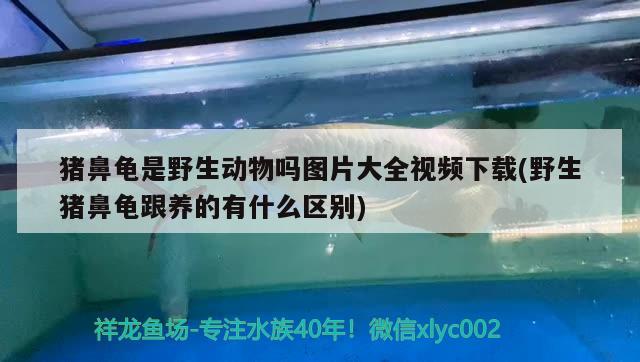 豬鼻龜是野生動物嗎圖片大全視頻下載(野生豬鼻龜跟養(yǎng)的有什么區(qū)別) 豬鼻龜