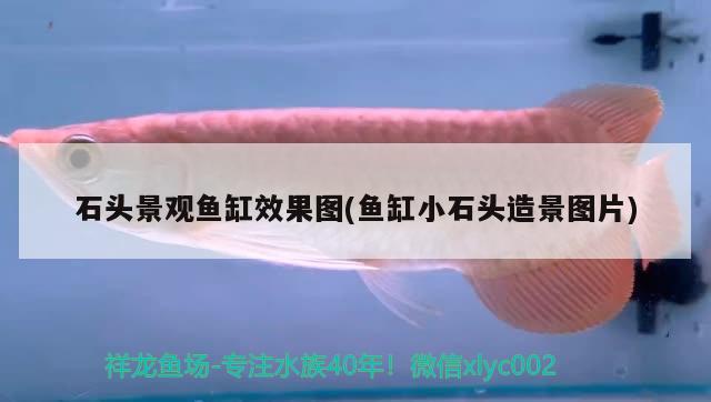 石頭景觀魚缸效果圖(魚缸小石頭造景圖片)