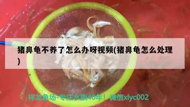 豬鼻龜不養(yǎng)了怎么辦呀視頻(豬鼻龜怎么處理)