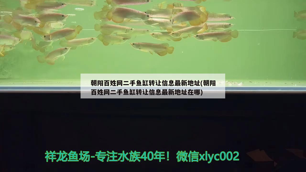 朝陽百姓網(wǎng)二手魚缸轉(zhuǎn)讓信息最新地址(朝陽百姓網(wǎng)二手魚缸轉(zhuǎn)讓信息最新地址在哪) 圖騰金龍魚