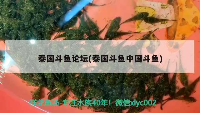 泰國斗魚論壇(泰國斗魚中國斗魚) 泰國斗魚