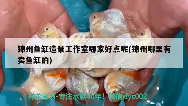 錦州魚缸造景工作室哪家好點(diǎn)呢(錦州哪里有賣魚缸的) 龍魚批發(fā)