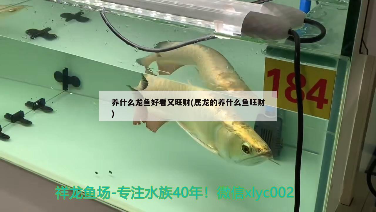 養(yǎng)什么龍魚好看又旺財(cái)(屬龍的養(yǎng)什么魚旺財(cái)) 紅魔王銀版魚