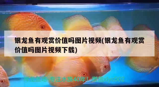 銀龍魚有觀賞價值嗎圖片視頻(銀龍魚有觀賞價值嗎圖片視頻下載)