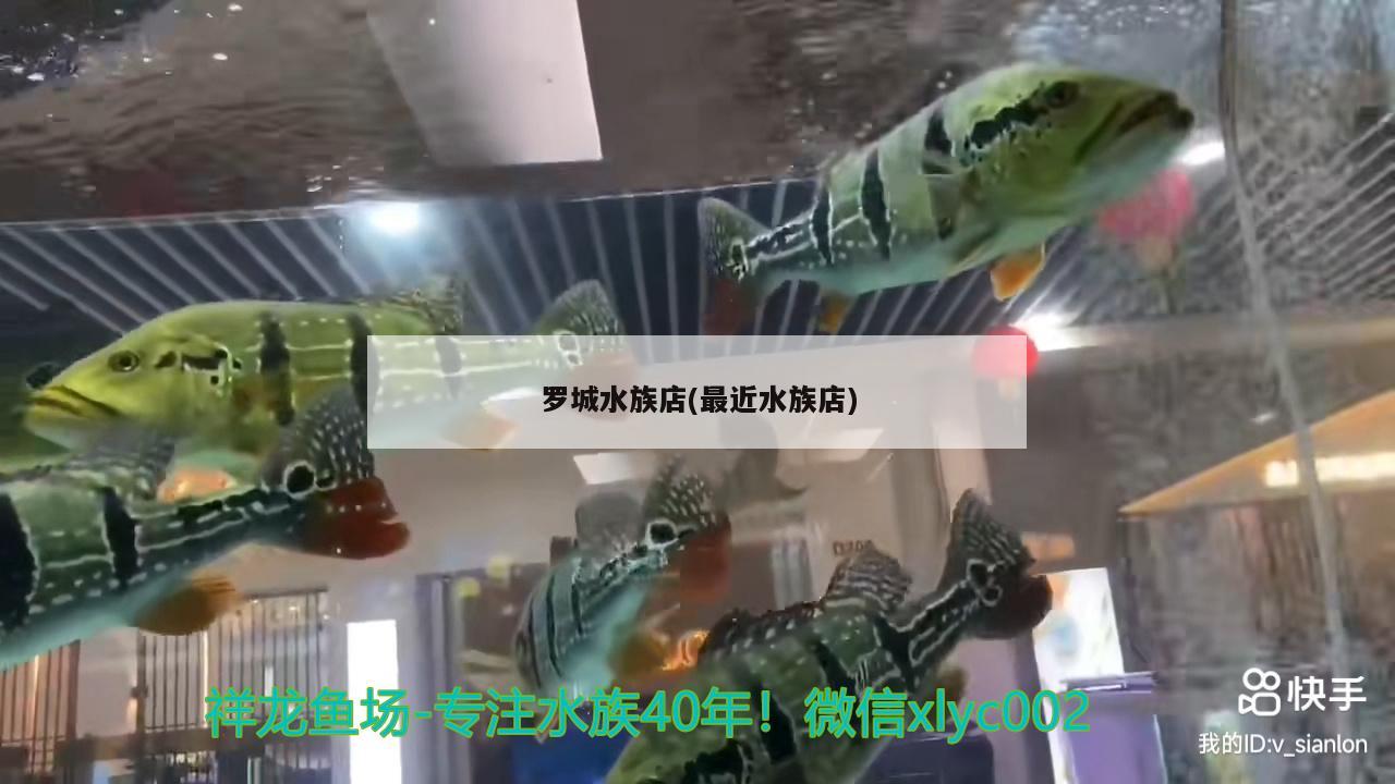 羅城水族店(最近水族店) 水族雜談