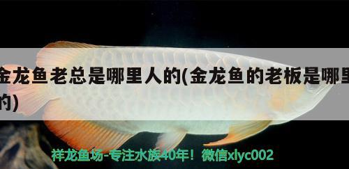 金龍魚老總是哪里人的(金龍魚的老板是哪里的) 野彩魚