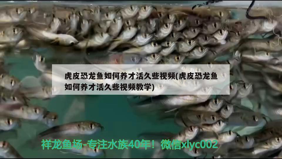 虎皮恐龍魚如何養(yǎng)才活久些視頻(虎皮恐龍魚如何養(yǎng)才活久些視頻教學(xué)) 虎魚百科