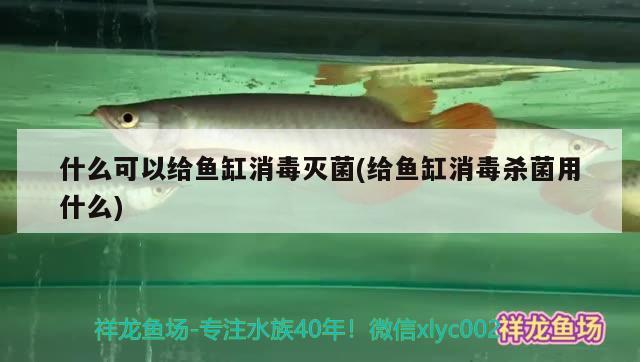 什么可以給魚缸消毒滅菌(給魚缸消毒殺菌用什么) 熊貓異形魚L46