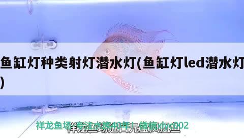 魚缸燈種類射燈潛水燈(魚缸燈led潛水燈) 魚缸風水