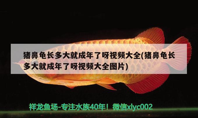 豬鼻龜長多大就成年了呀視頻大全(豬鼻龜長多大就成年了呀視頻大全圖片) 豬鼻龜百科