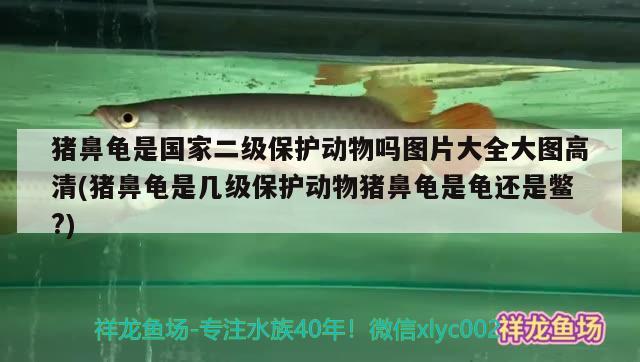 豬鼻龜是國家二級(jí)保護(hù)動(dòng)物嗎圖片大全大圖高清(豬鼻龜是幾級(jí)保護(hù)動(dòng)物豬鼻龜是龜還是鱉?) 豬鼻龜