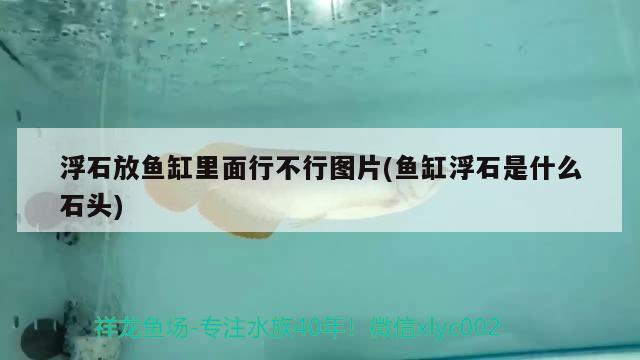 浮石放魚缸里面行不行圖片(魚缸浮石是什么石頭) 球鯊魚