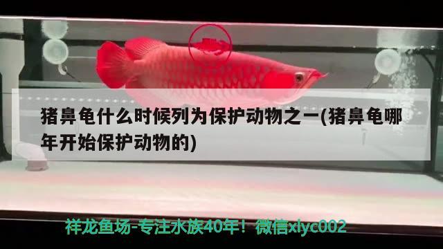 豬鼻龜什么時候列為保護動物之一(豬鼻龜哪年開始保護動物的) 豬鼻龜