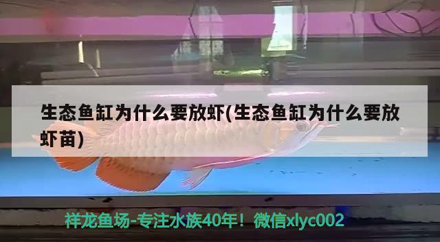 生態(tài)魚缸為什么要放蝦(生態(tài)魚缸為什么要放蝦苗) 印尼四紋虎