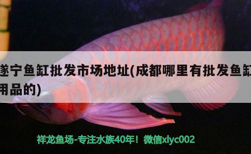 遂寧魚缸批發(fā)市場(chǎng)地址(成都哪里有批發(fā)魚缸用品的) 紅白錦鯉魚