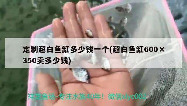 定制超白魚缸多少錢一個(gè)(超白魚缸600×350賣多少錢) 埃及神仙魚