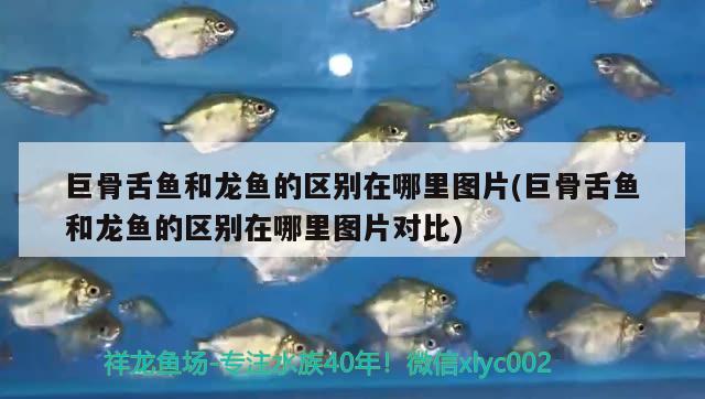 巨骨舌魚(yú)和龍魚(yú)的區(qū)別在哪里圖片(巨骨舌魚(yú)和龍魚(yú)的區(qū)別在哪里圖片對(duì)比)