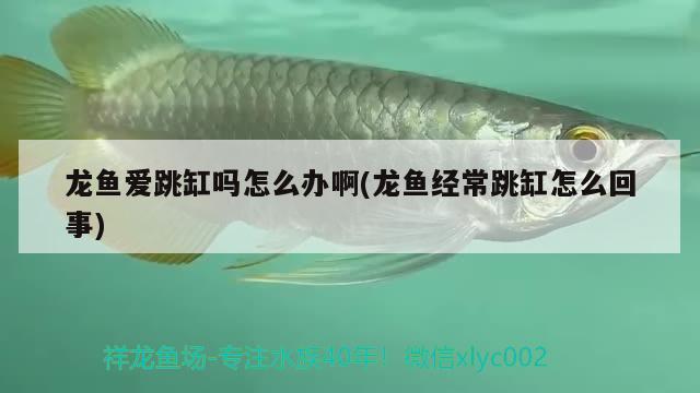 龍魚愛跳缸嗎怎么辦啊(龍魚經(jīng)常跳缸怎么回事)