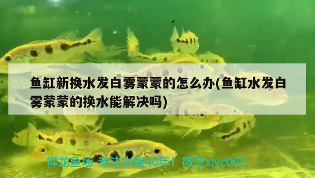 魚缸新?lián)Q水發(fā)白霧蒙蒙的怎么辦(魚缸水發(fā)白霧蒙蒙的換水能解決嗎) 魚缸風(fēng)水