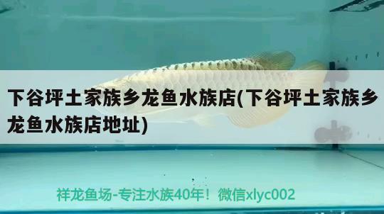 下谷坪土家族鄉(xiāng)龍魚水族店(下谷坪土家族鄉(xiāng)龍魚水族店地址) 青龍魚