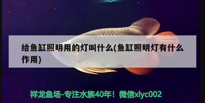 給魚(yú)缸照明用的燈叫什么(魚(yú)缸照明燈有什么作用) 魚(yú)缸風(fēng)水